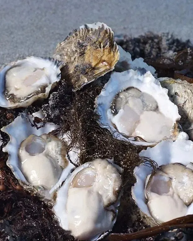 Freshly shucked island oysters on ice